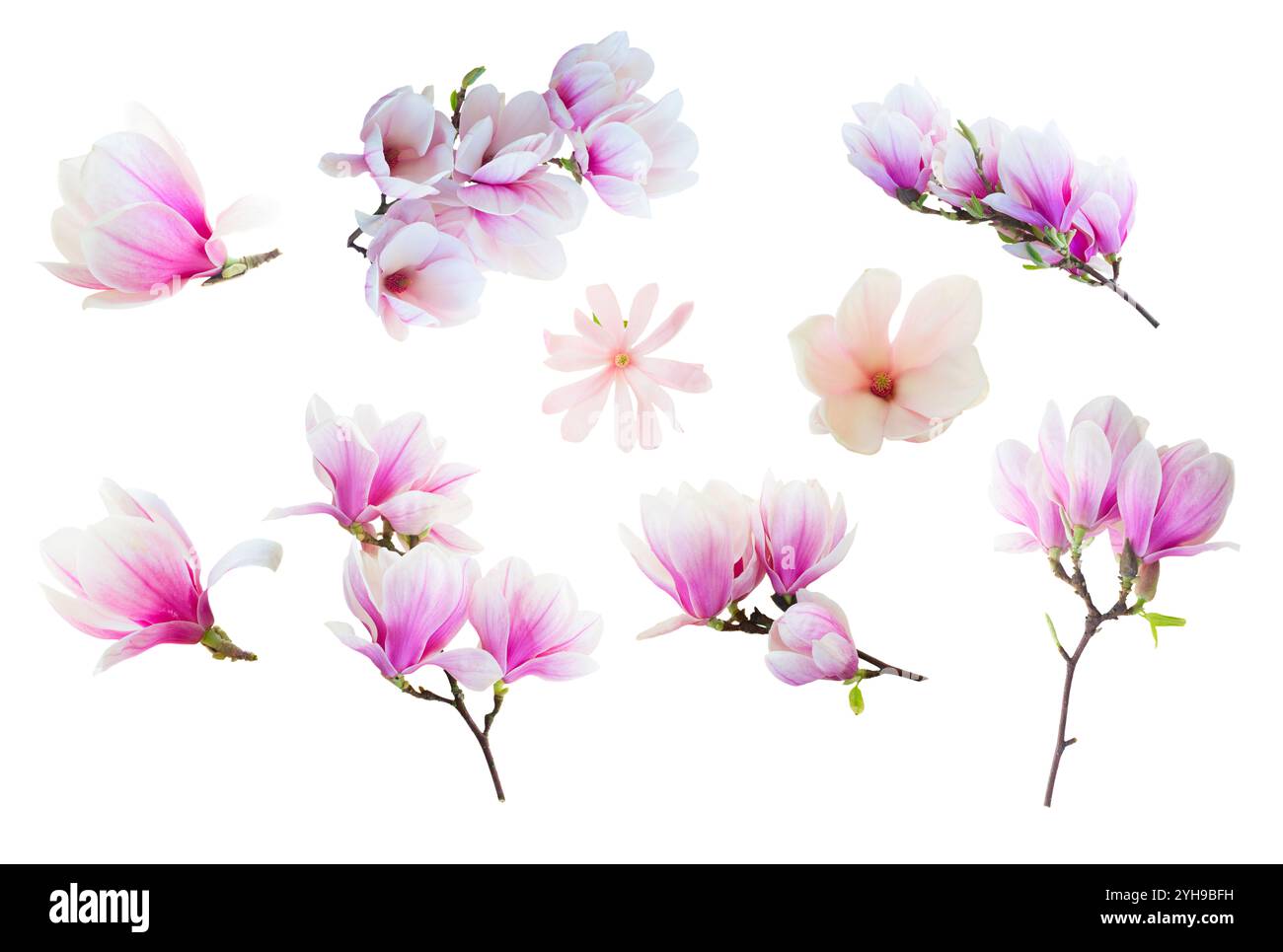 Set of of pink magnolia blossom isolated on white background Stock ...
