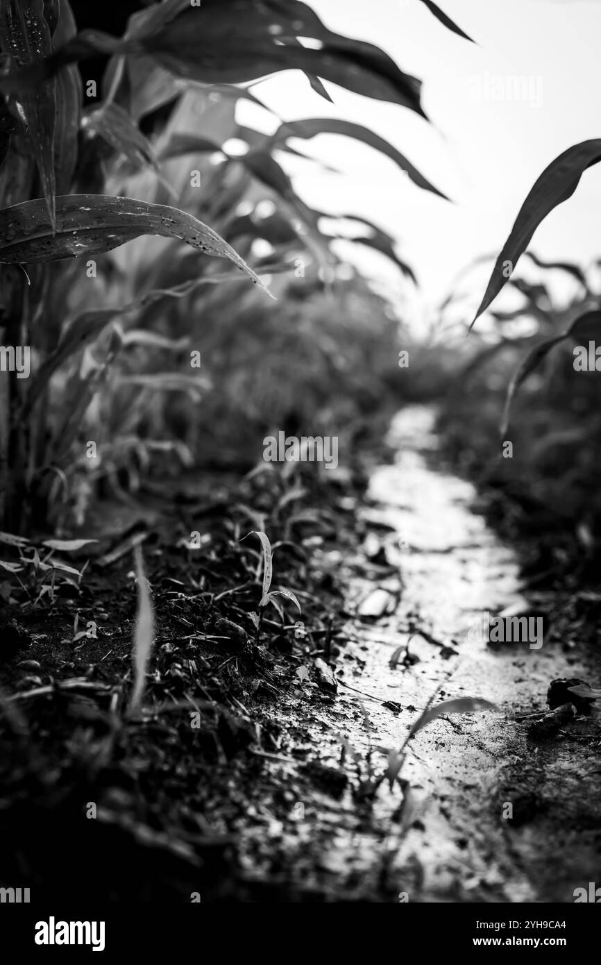 Low angle view between corn rows after an intense rainstorm with standing puddles of water.  Stock Photo