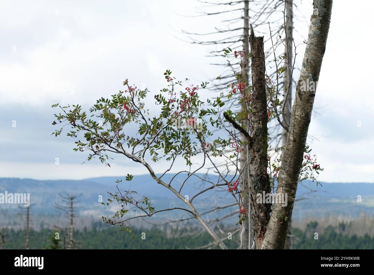 Climate change damage to the spruce forests in the Harz mountains. This ...