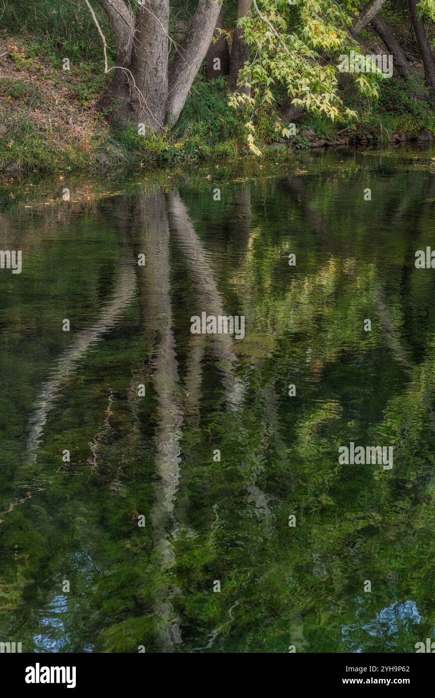 Green Tree reflections on an Arizona pond Stock Photo