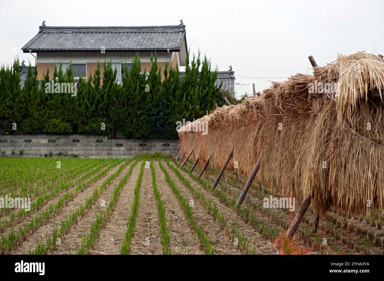 Haza rice drying hi-res stock photography and images - Alamy