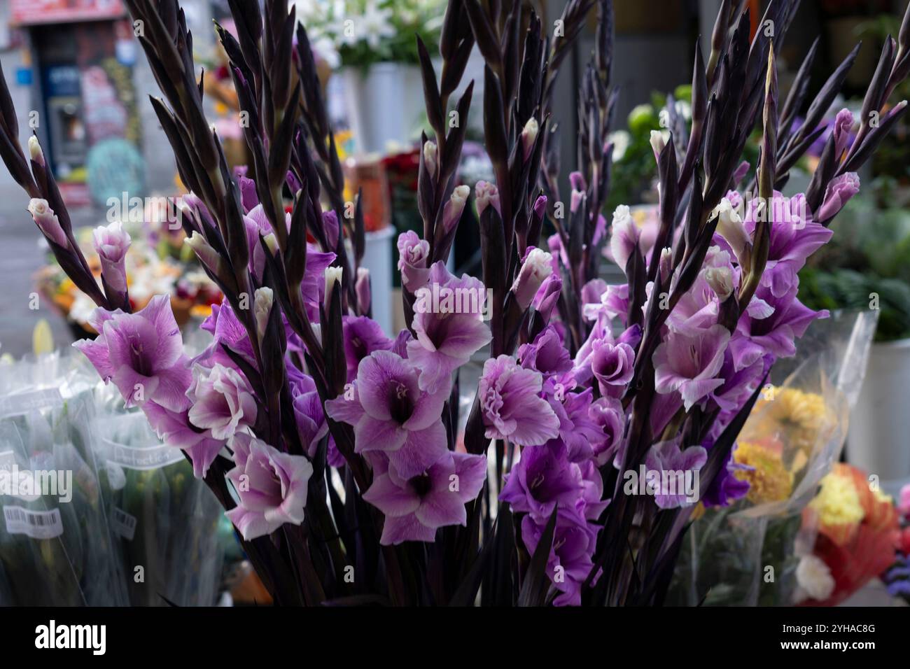 Colorful bouquets of flowers for sale in  Plaza Tirso de Molina on All Saints' Day in Madrid, Spain. Stock Photo
