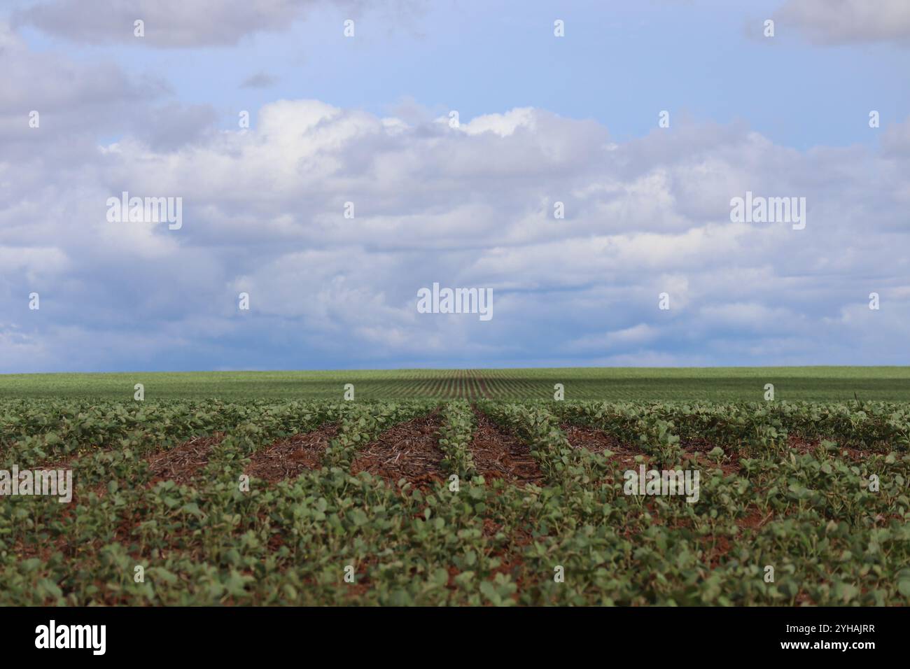 Soy bean farmer brazil hi-res stock photography and images - Alamy