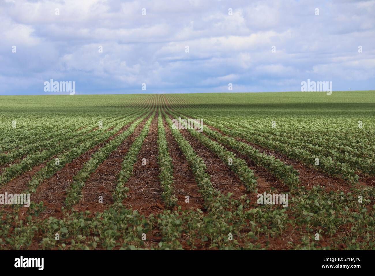 Soy bean farmer brazil hi-res stock photography and images - Alamy