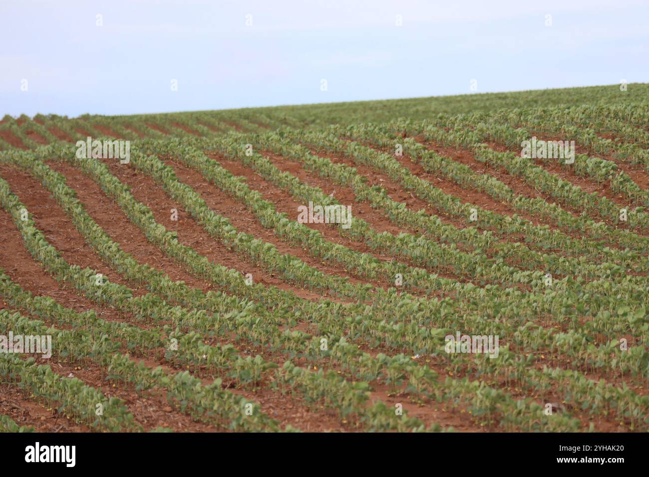Soy bean farmer brazil hi-res stock photography and images - Alamy