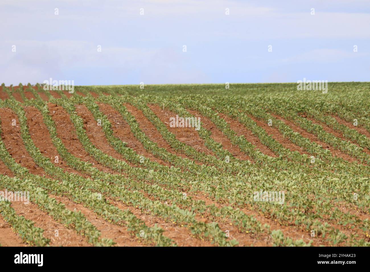 Soy bean farmer brazil hi-res stock photography and images - Alamy