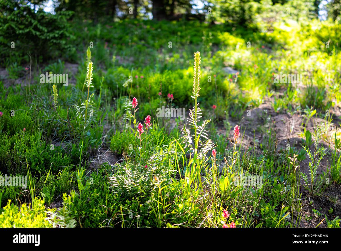 Vali Ridge paintbrush wildflowers flowers in Colorado, red crimson pink blooming ...