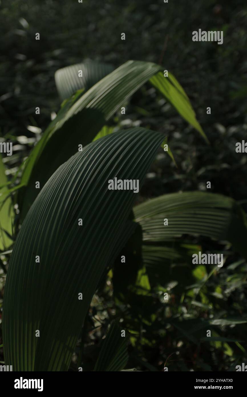 Medicinal plants asia hi-res stock photography and images - Alamy