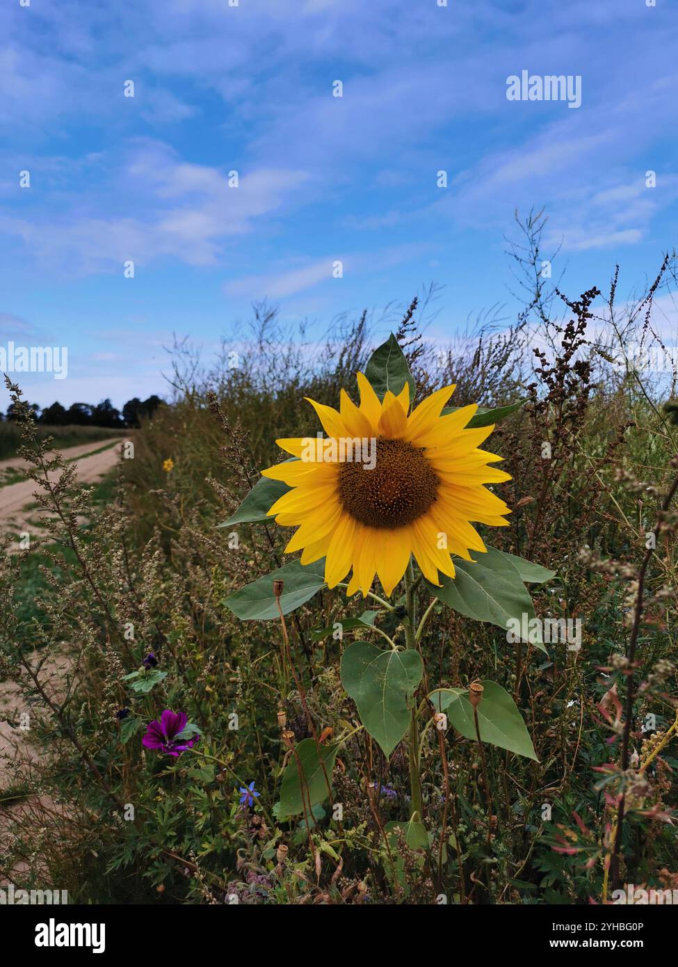 Sunflower fields in germany hi-res stock photography and images - Alamy