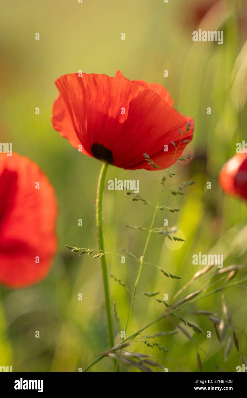 Beautiful shot poppy field hi-res stock photography and images - Alamy