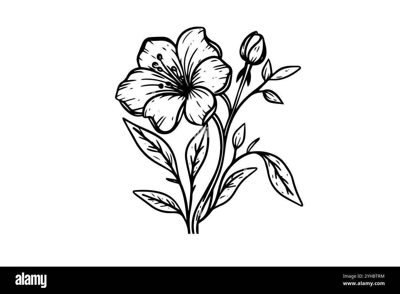 Hand drawn ink sketch of meadow wild flower. Engraved style vector ...