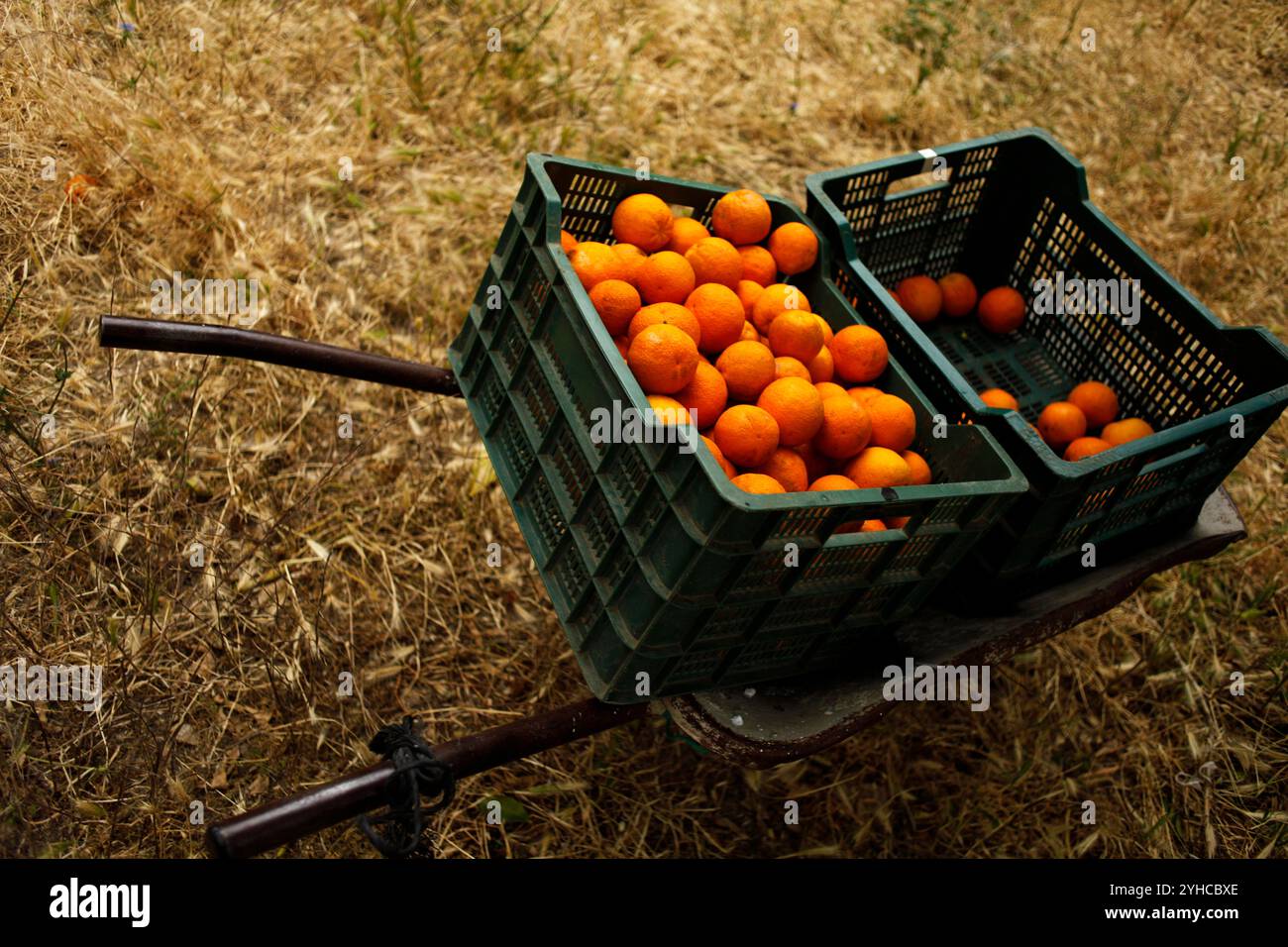 Boxes with oranges in a wheelbarrow Stock Photo - Alamy