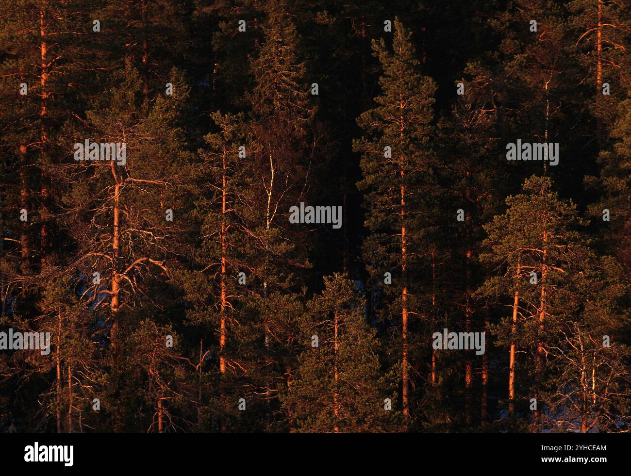 Boreal forest russia hi-res stock photography and images - Alamy