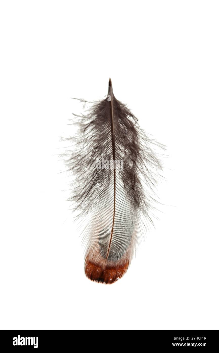 bird feather isolated on white background Stock Photo - Alamy