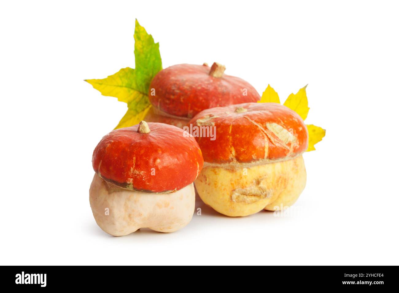 Autumn display with pumpkin and leaves isolated on white background ...