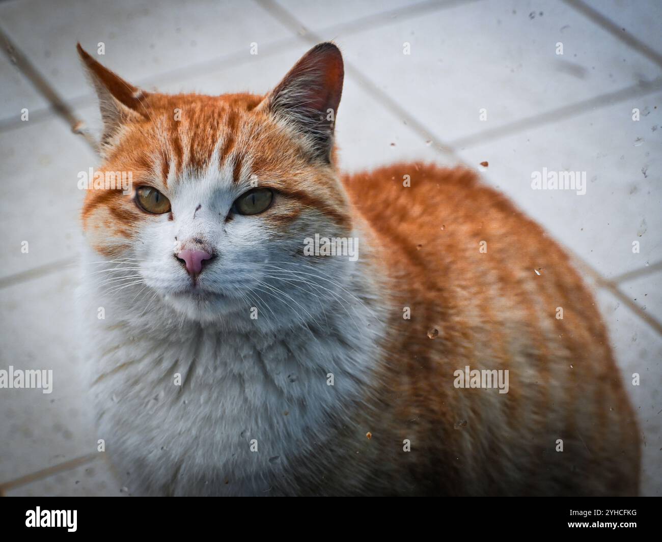 Close up portrait orange cat hi-res stock photography and images - Alamy Close up portrait orange cat hi-res stock photography and images - Alamy