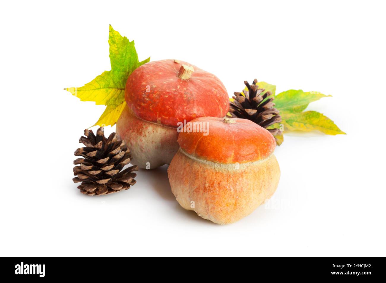 Autumn display with pumpkin and leaves isolated on white background ...
