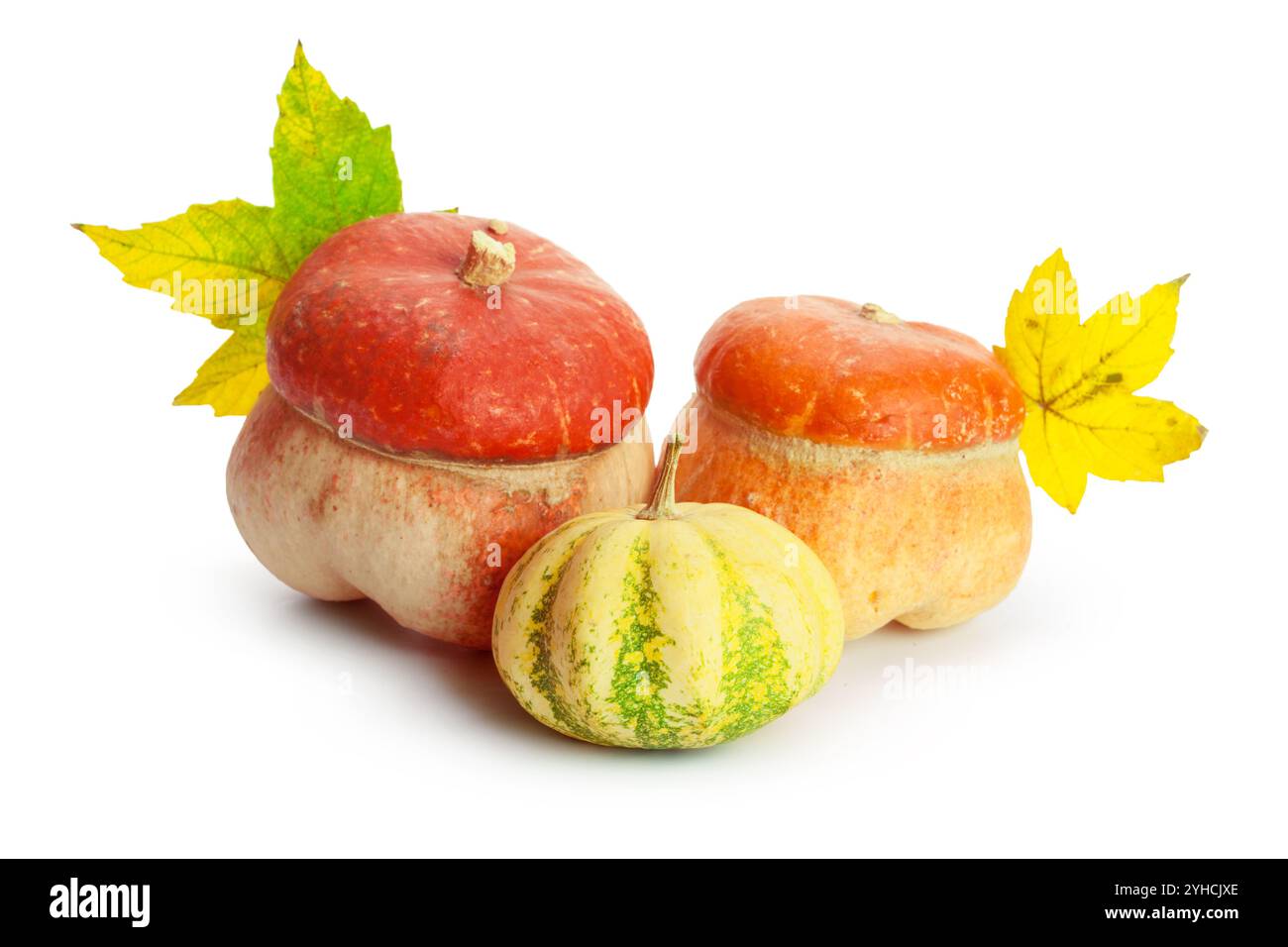 Autumn display with pumpkin and leaves isolated on white background ...