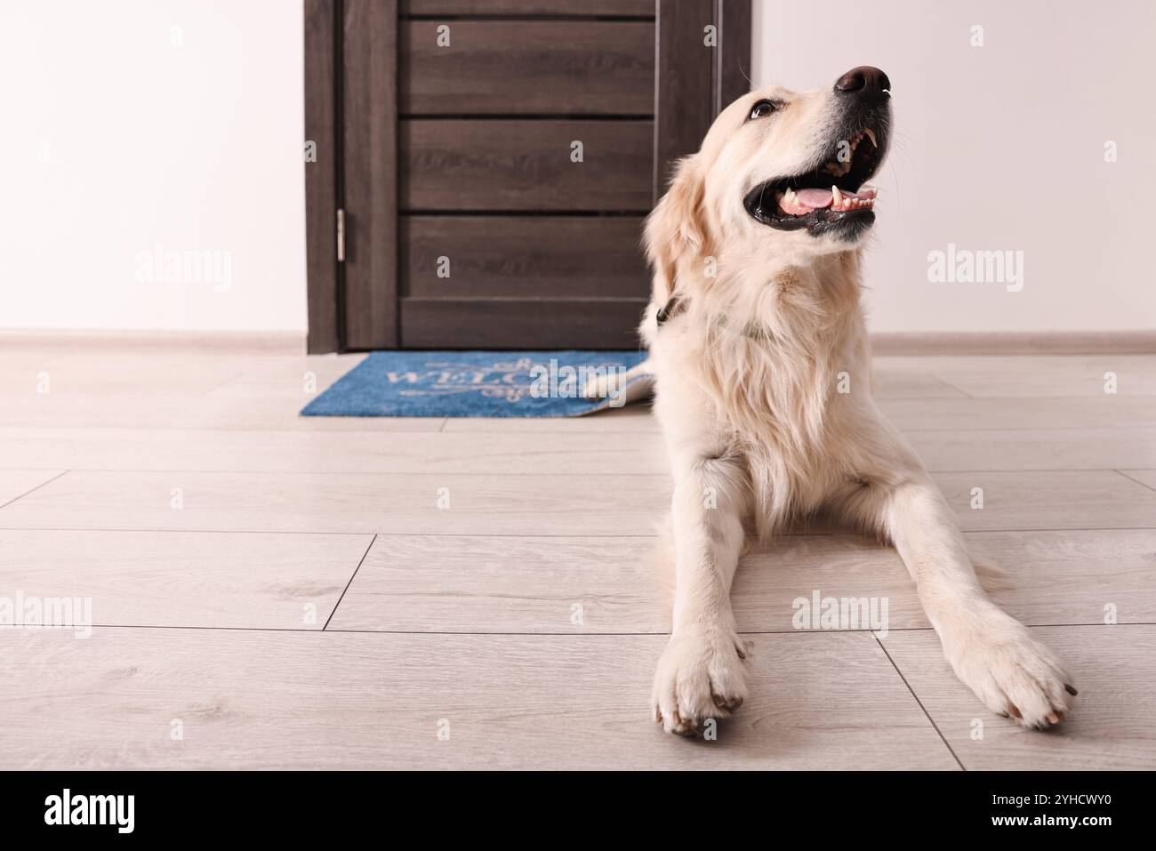Top 10 Best Rated Dog Doors for Your Furry Friend