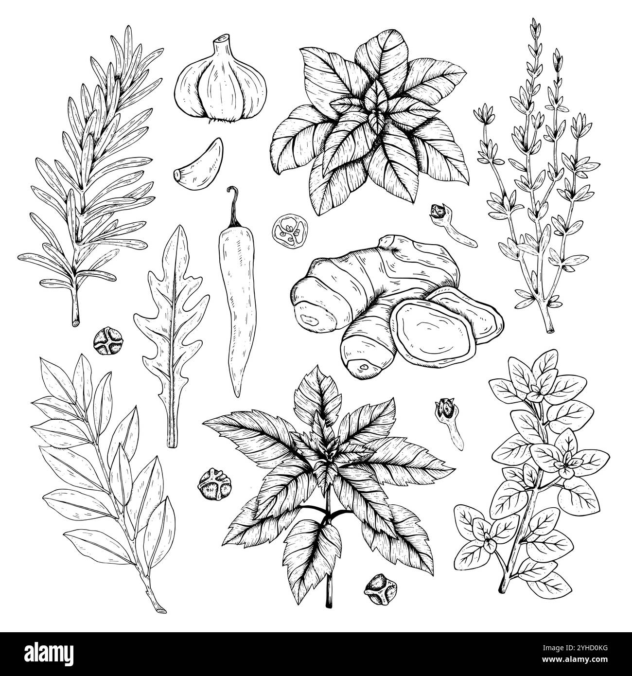 Graphics vector botanical set with rosemary, thyme, basil, red basil, laurel, oregano, chili pepper, ginger, arugula, garlic, black pepper, cloves. Bl Stock Vector