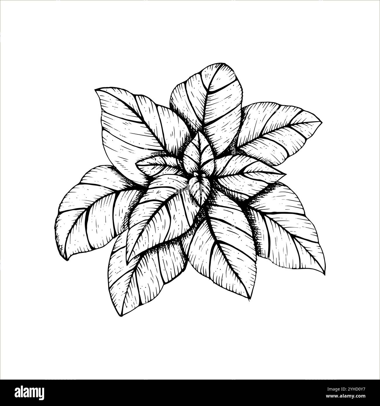 Graphics vector botanical illustrations with basil. Black line sketch with herbs and spices. Two versions - with and without filling Stock Vector
