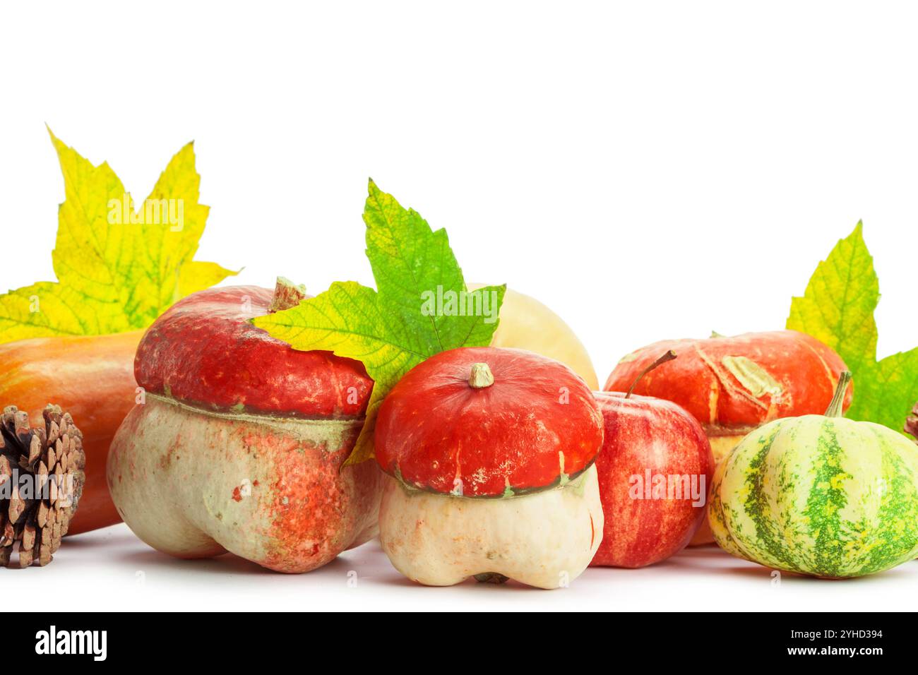 Autumn display with pumpkin and leaves isolated on white background ...