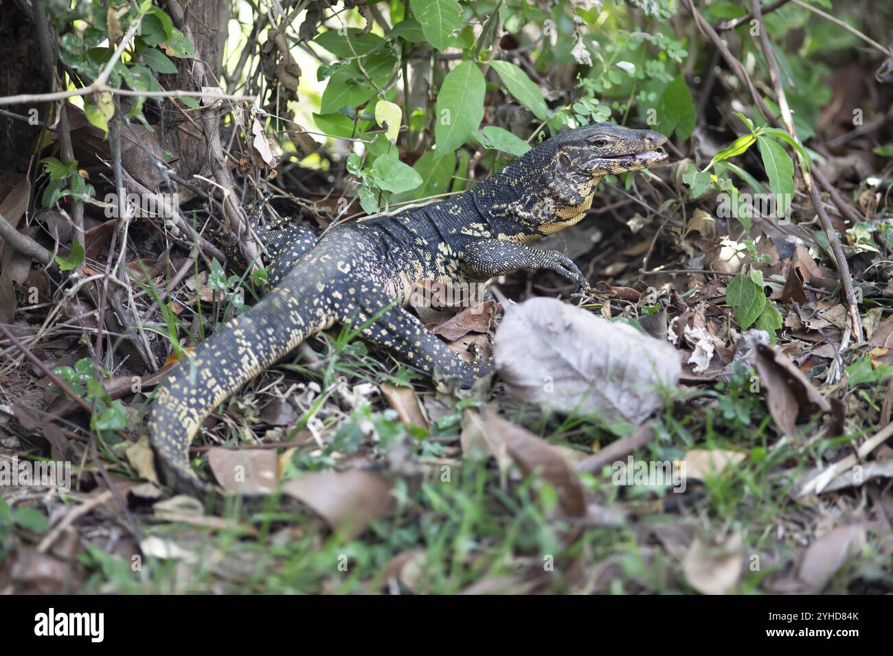 Banded monitor lizard (Varanus salvator), Tissamaharama, Southern ...