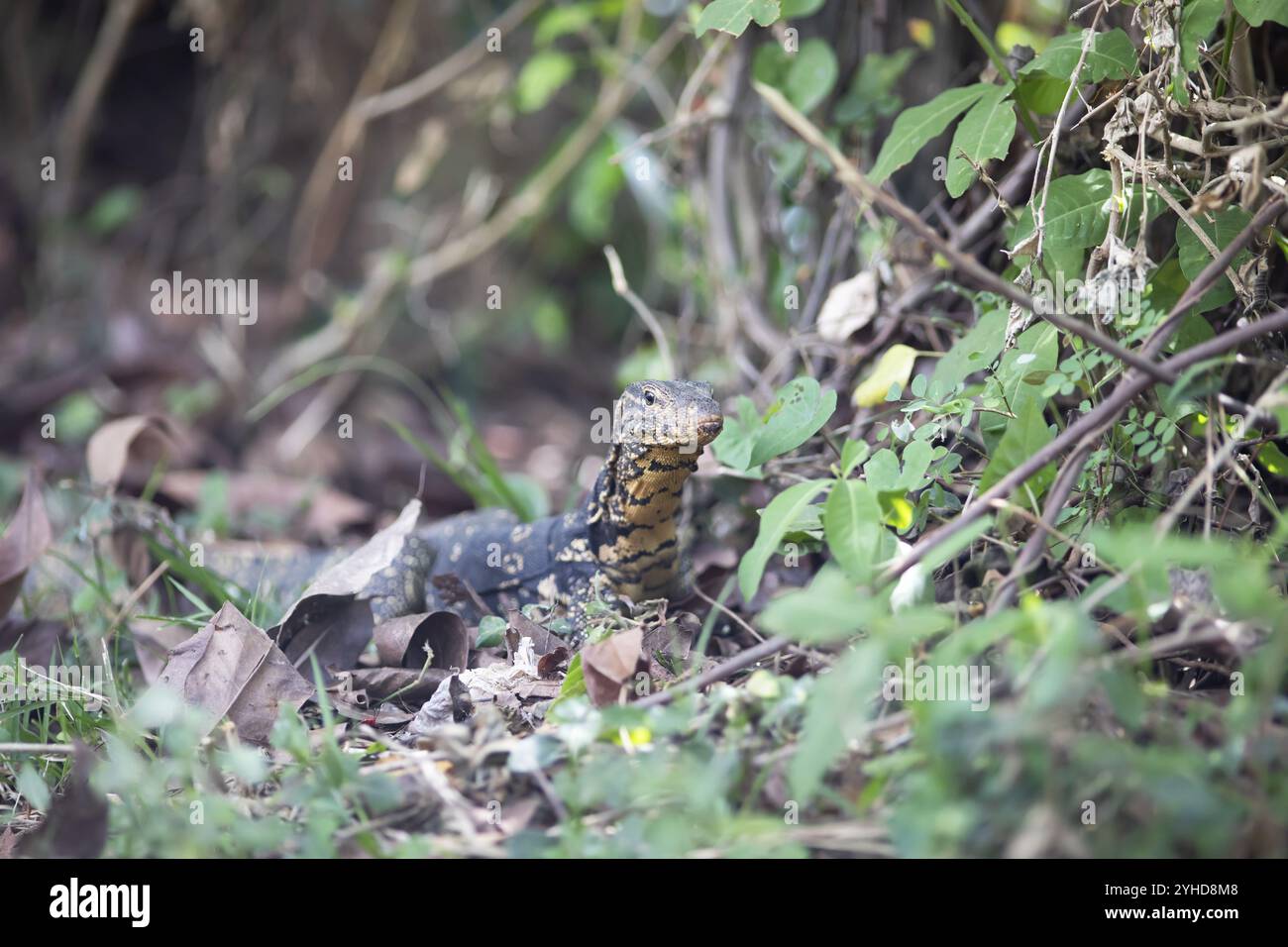 Banded monitor lizard (Varanus salvator), Tissamaharama, Southern ...