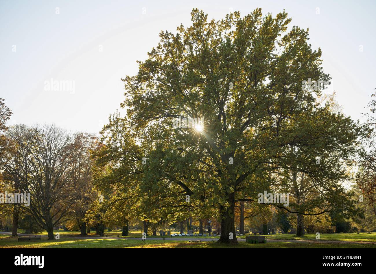 Large lime tree, trees, flooded with light, park, park landscape, backlight, main cemetery, autumn, autumn atmosphere, Stuttgart, Baden-Wuerttemberg, Stock Photo