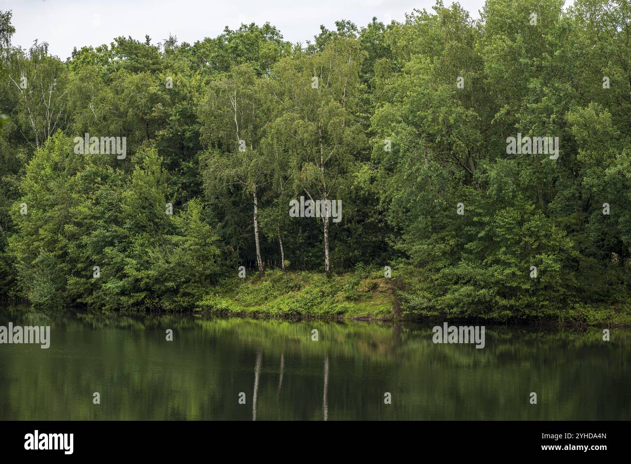 A dense forest is reflected on the surface of a calm lake Stock Photo ...