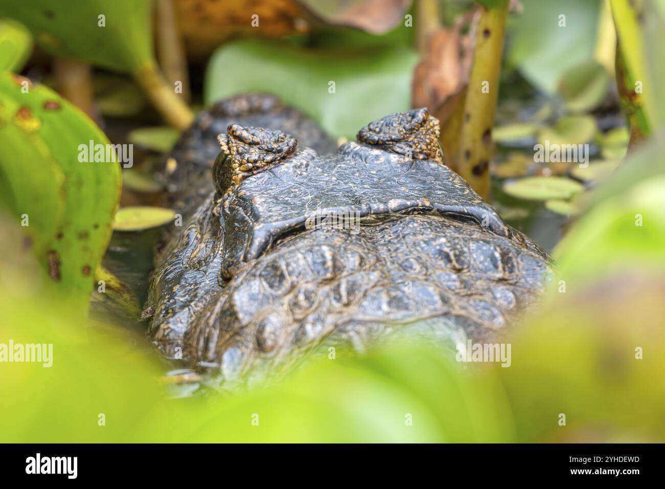 Spectacled caiman (Caiman crocodilus yacara), Crocodile (Alligatoridae ...