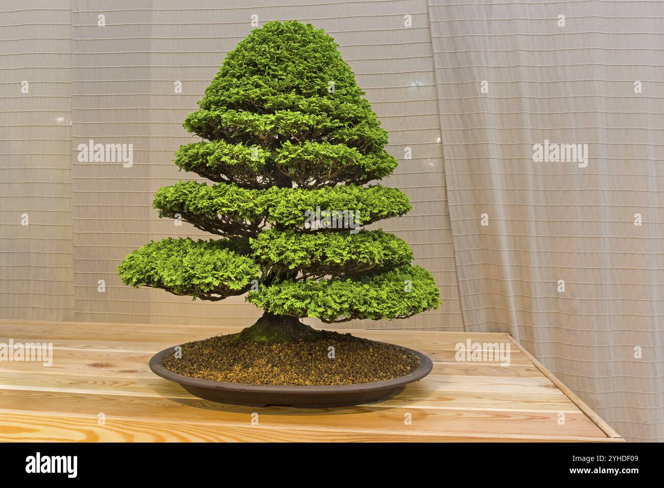Bonsai chamaecyparis hi-res stock photography and images - Alamy