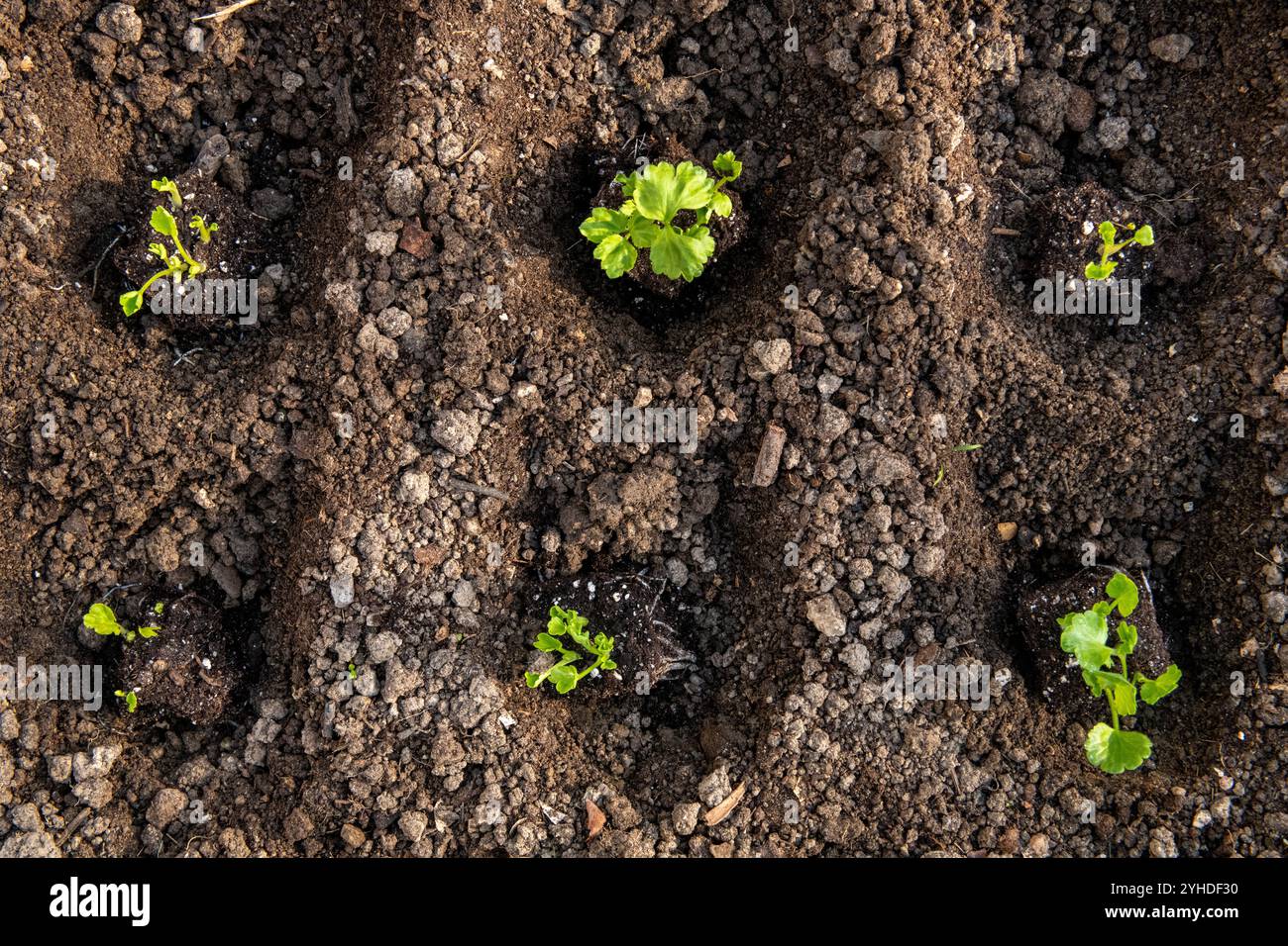 Sprouted Ranunculus Planting ranunculus flowers. Flower bed with presprouted Ranunculus ...