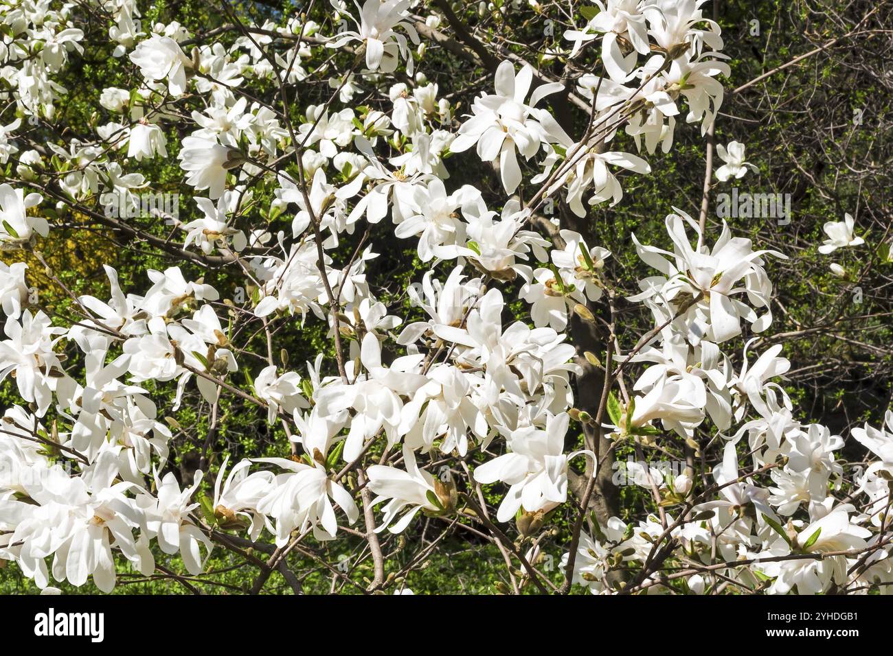 Blooms flowering magnolia tree hi-res stock photography and images - Alamy