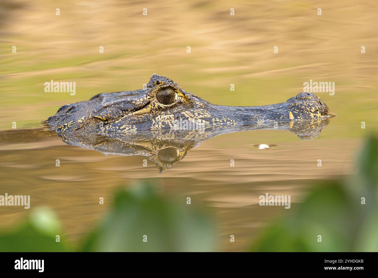 Spectacled caiman (Caiman crocodilus yacara), Crocodile (Alligatoridae ...