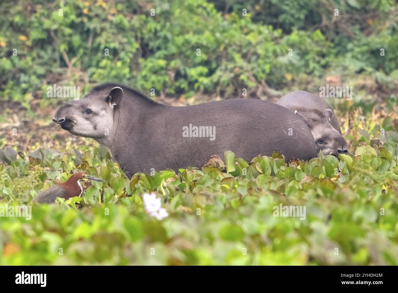 Two tapirs hi-res stock photography and images - Alamy