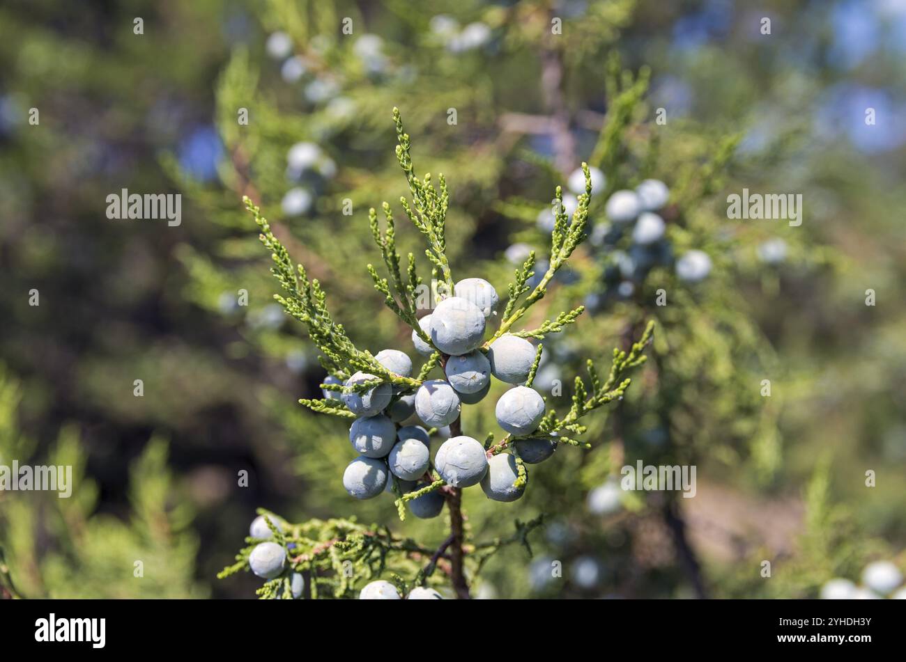 Juniper bush detailed hi-res stock photography and images - Alamy