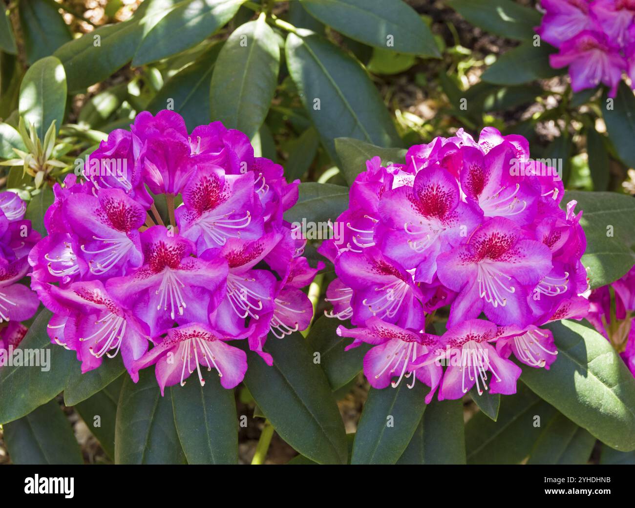 hibiskus topfpflanze kaufen Weier Hibiskus | Hibiscus syriacus