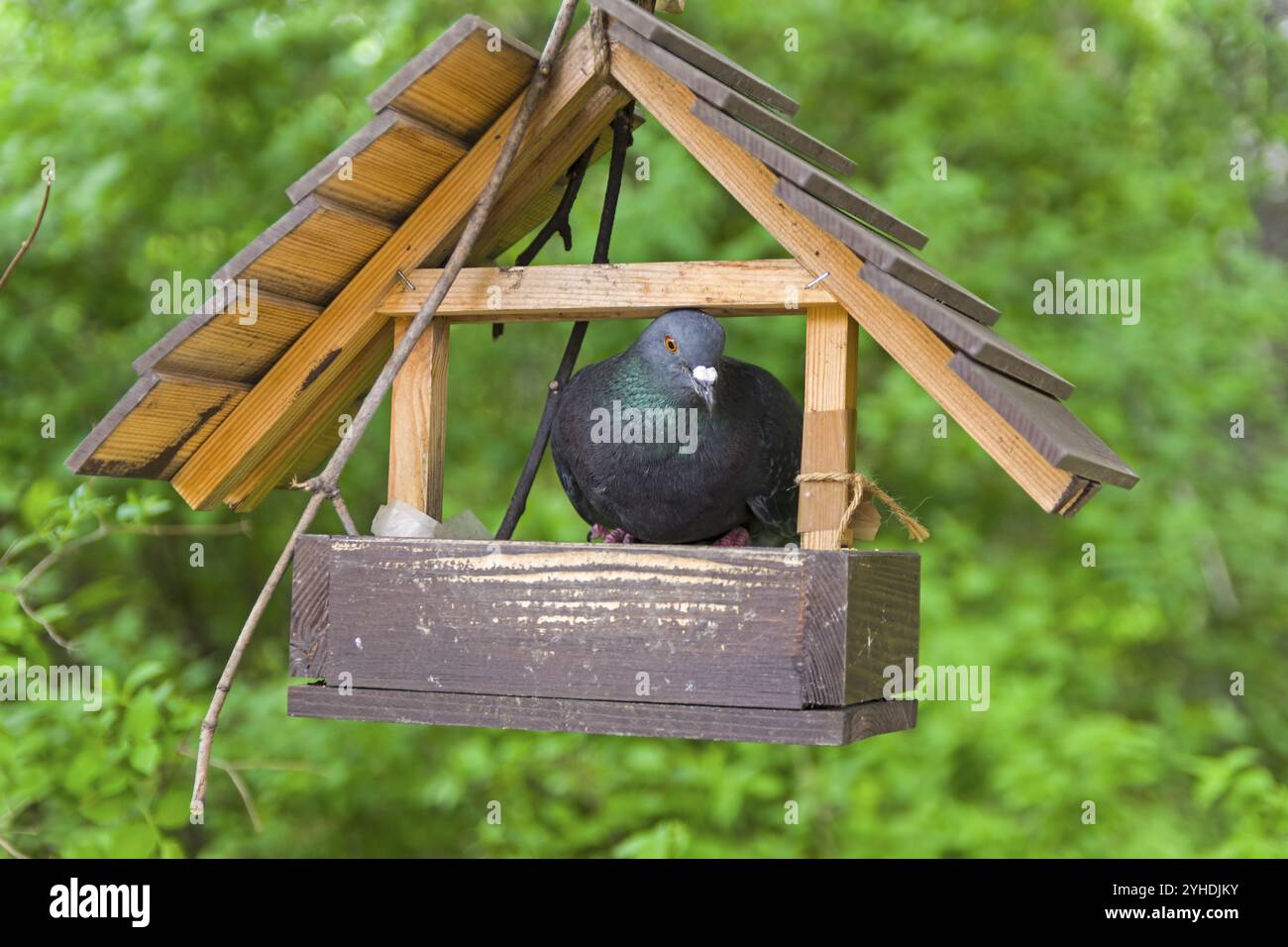 The arrogant dove climbed inside a small bird feeder Stock Photo