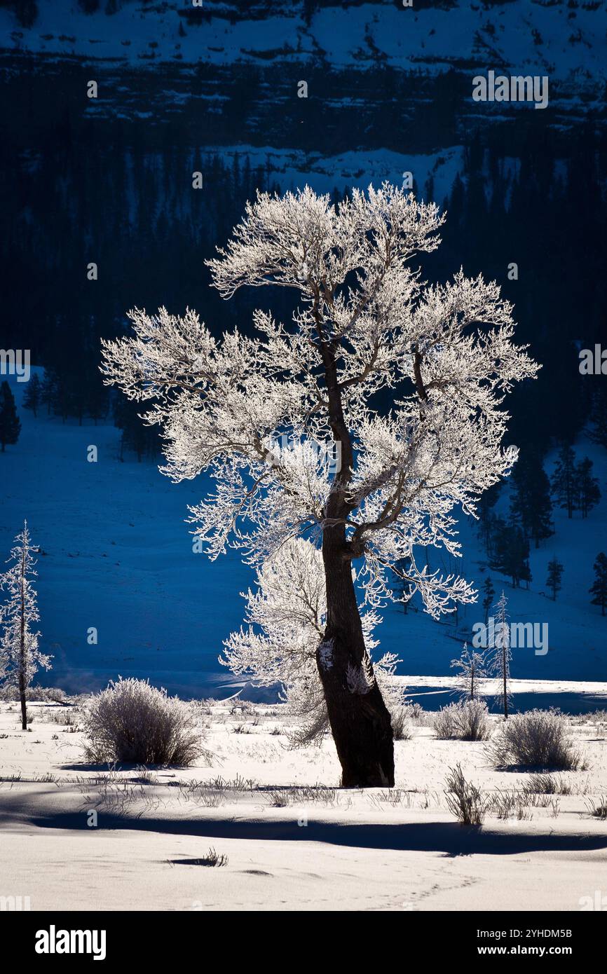 Cottonwood trees lamar valley hi-res stock photography and images - Alamy
