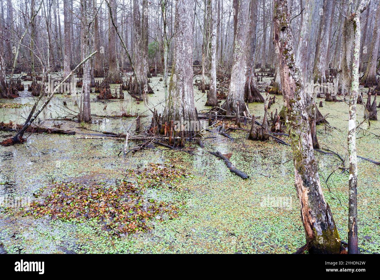 Cypress trees growing in a swampy marsh. Jean Lafitte National Historic ...