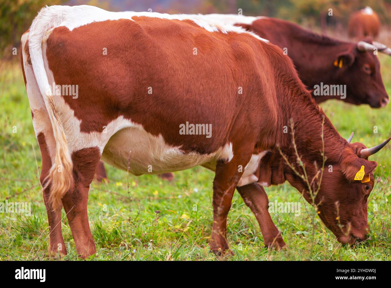 Grazing Brown and White Cows in Green Pasture Stock Photo - Alamy
