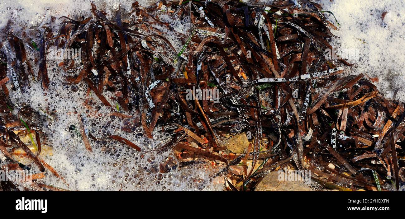 posidonia-oceanica-hi-res-stock-photography-and-images-alamy