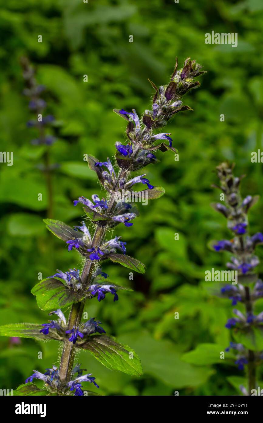 A closeup shot of blue flowers of Ajuga reptans Atropurpurea in spring . Stock Photo