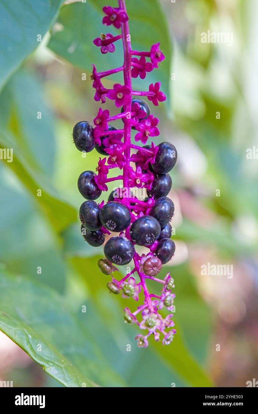 a panicle with ripe dark blue and unripe green berries of pokeweed with green leaves Stock Photo