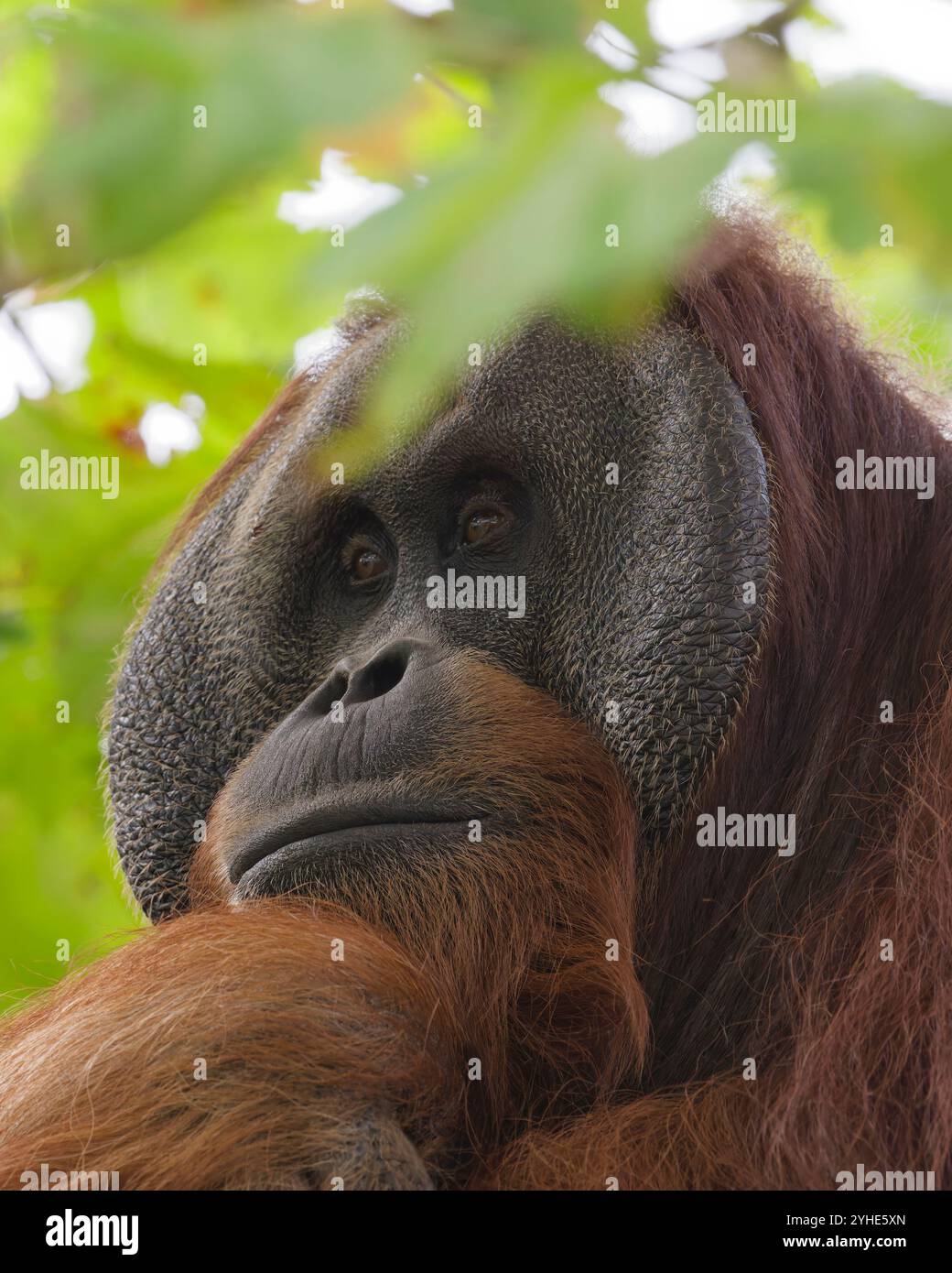 A close-up of a contemplative orangutan surrounded by lush green foliage Stock Photo