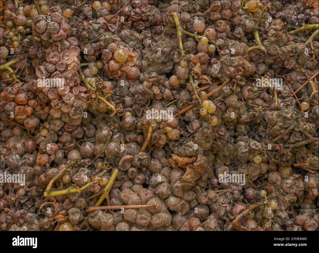 Eguisheim, Haut-Rhin, Alsace, France - October 21th 2024 - Background of late harvest grapes left to ripen and reach extra sweetness on the vine Stock Photo