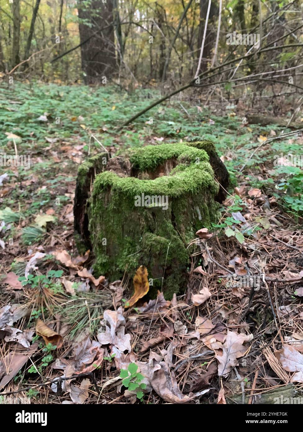 Moss-Covered Tree Stump in a Lush Forest Setting Stock Photo - Alamy