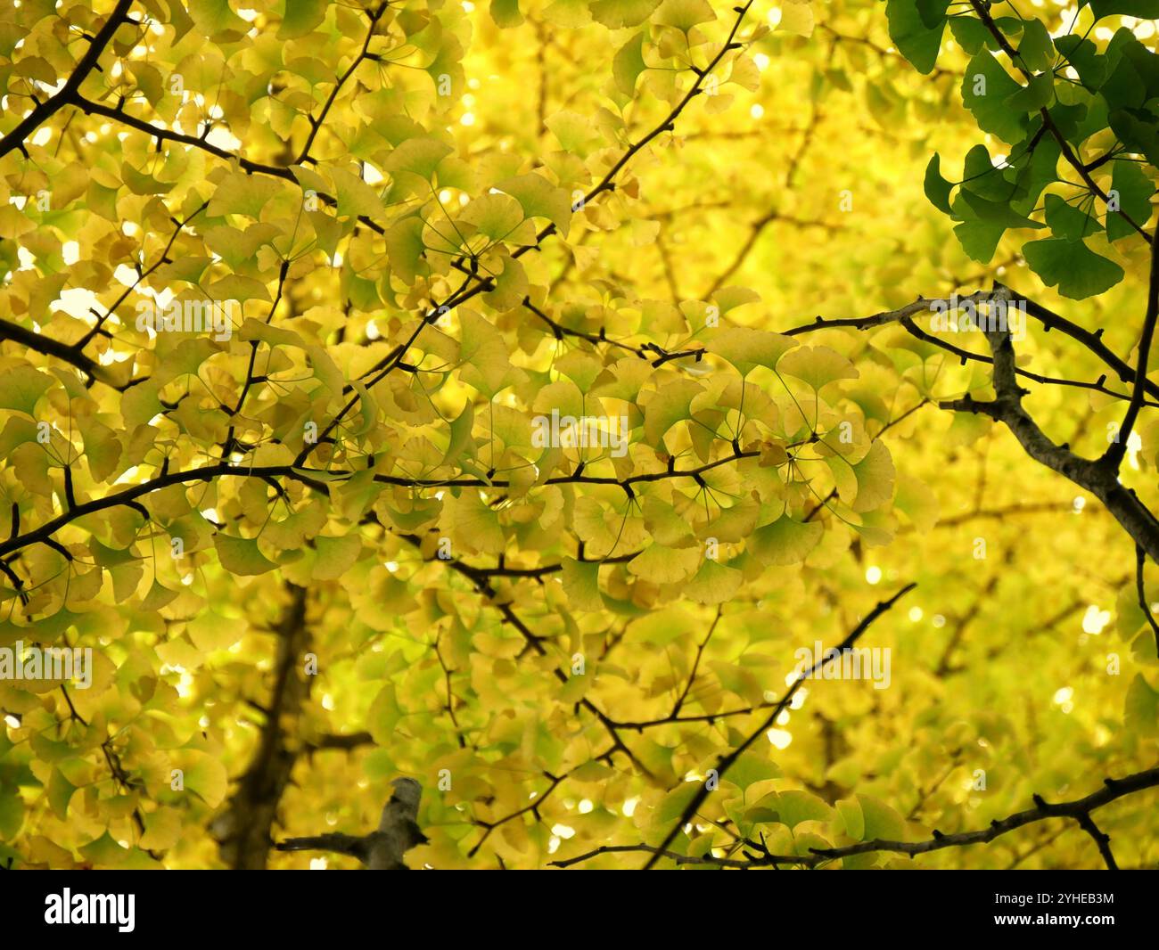 low angle view of gingko biloba tree with golden fall foliage in autumn ...