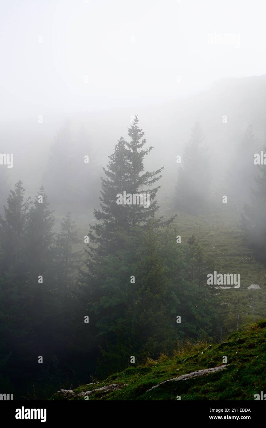 Foggy pine trees Stock Photo Alamy